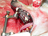 Ošetření zubů u psa