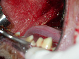 Ošetření zubů u psa