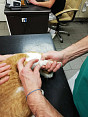 Ortopedické vyšetření kočky